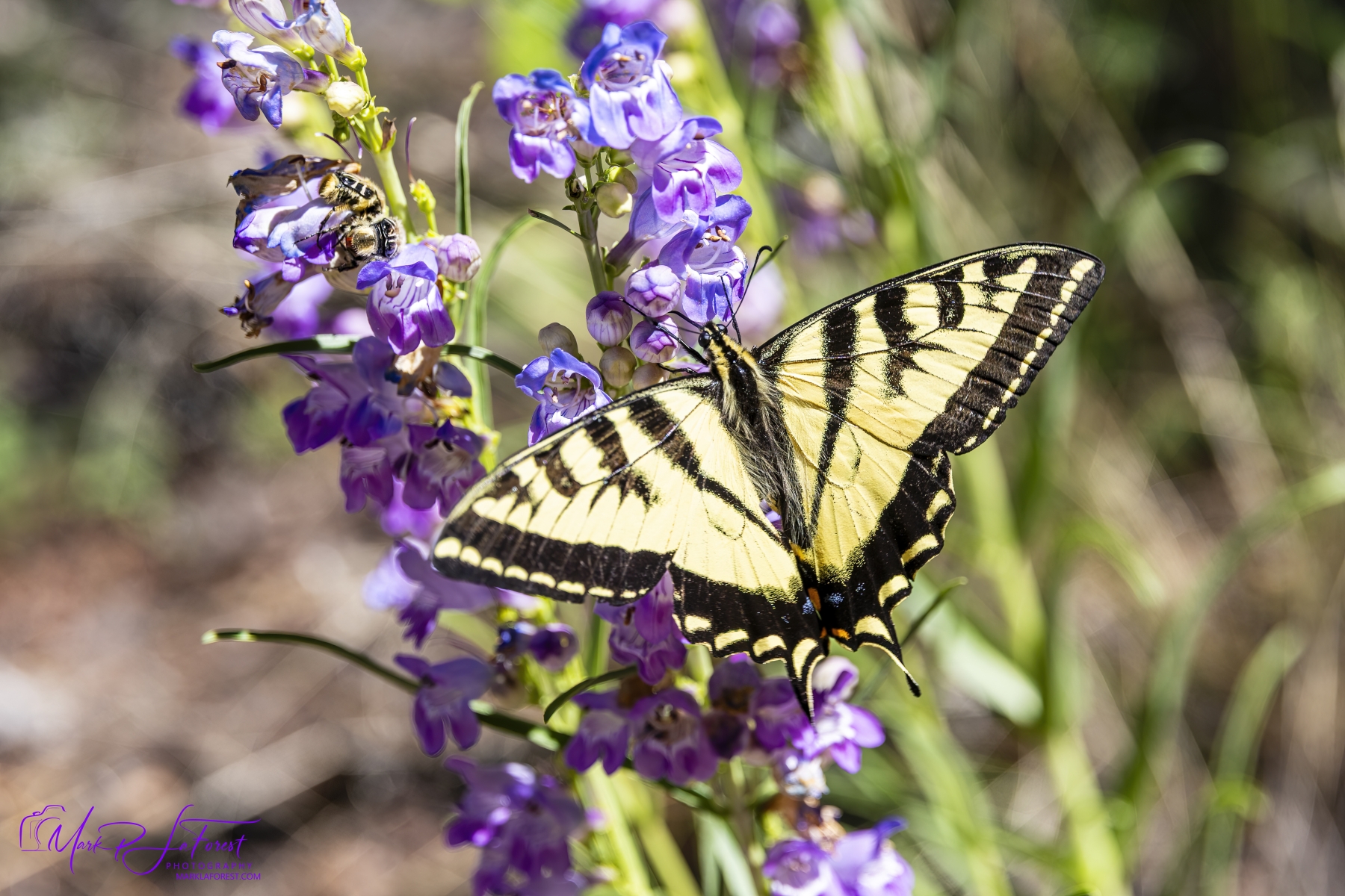 Swallowtail Butterfly, Great Sand Dunes National Park, Colorado